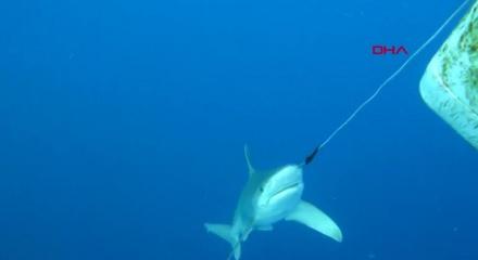 Antalya'da burnuna kanca takılan k&ouml;pek balığını dalgı&ccedil;lar kurtardı