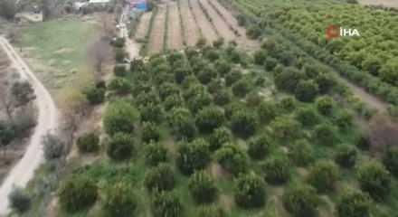 Dalında 5 TL olan turun&ccedil;, kadınların elinde kara kazanda değer kazandı