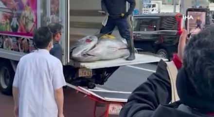 Dev orkinos 3,2 milyon dolara satıldı