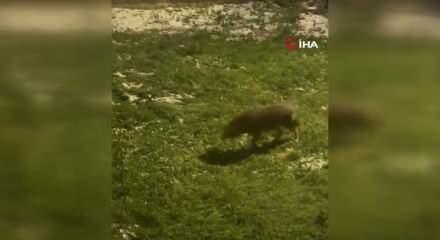 G&ouml;ren telefona sarıldı: Başkentin sokaklarında şaşırtan manzara!