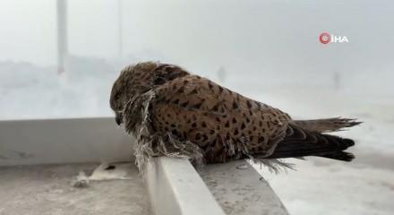 Hakkari'de kahreden manzara: Donarak telef oluyorlar