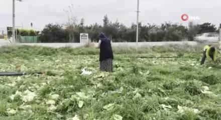 Marul toplama maliyetini karşılamayınca bedava dağıttı