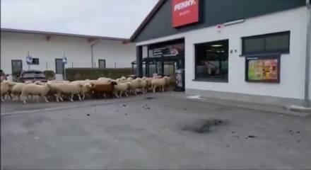 Şaşkına &ccedil;eviren g&ouml;r&uuml;nt&uuml;ler: Koyun s&uuml;r&uuml;s&uuml; s&uuml;permarketi bastı