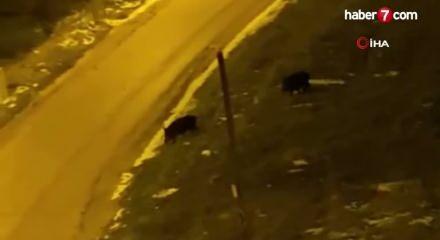 A&ccedil; kalan domuzlar şehre indi