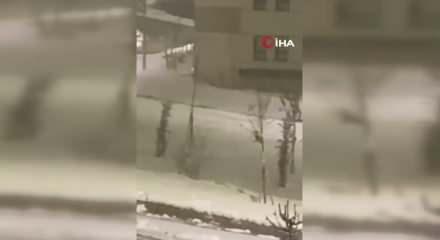 A&ccedil; kalan tilki şehir merkezine indi