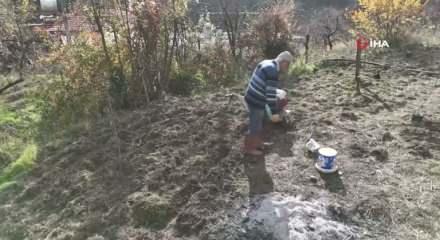 Antalya'da 82 yaşındaki Mevl&uuml;t emminin imrendiren toprak projesi: Bin 670 ağa&ccedil; dikti