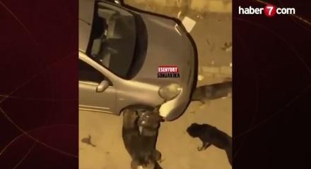 Başıboş k&ouml;pekler park halindeki aracı par&ccedil;aladı