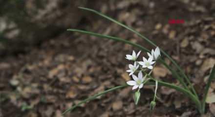 Endemik t&uuml;r&uuml; koparmanın cezası 699 bin 245 TL