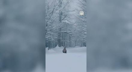 Kocaeli Kartepe'de g&ouml;r&uuml;nt&uuml;lenen  kızıl geyik mest etti