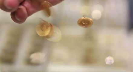 Uzmanlar gram altın i&ccedil;in ikiye b&ouml;l&uuml;nd&uuml;