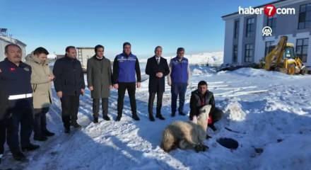 Sivas'ta kar yağışı sonrası ş&uuml;k&uuml;r kurbanı kesildi