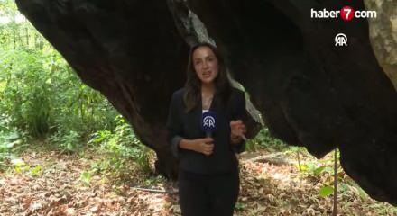 T&uuml;rkiye'nin en yaşlı &ccedil;ınarı İstanbul'da 1400 yıldır ayakta