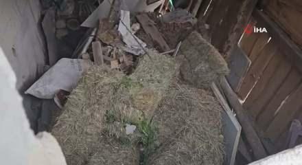 Artvin'de ineklerini besleyen adam canını zor kurtardı