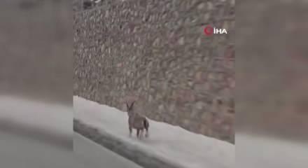 Koruma altındaki dağ ke&ccedil;ileri Bayburt'un farklı noktalarında g&ouml;r&uuml;ld&uuml;