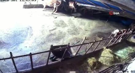Sivas&rsquo;ta ahır &ccedil;&ouml;kt&uuml;, o anlar g&uuml;venlik kamerasına yansıdı