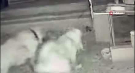 Sokak k&ouml;pekleri, sahipli k&ouml;peği par&ccedil;aladı