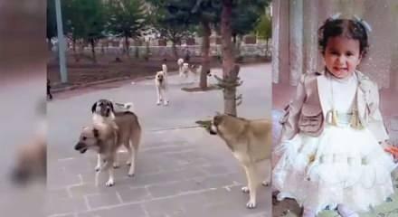 Sokak k&ouml;peklerinin saldırısında &ouml;len minik Rana davasında yeni gelişme! 