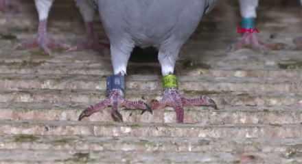 Adana&rsquo;da kaybolan damızlık g&uuml;vercin i&ccedil;in 75 bin lira &ouml;d&uuml;l