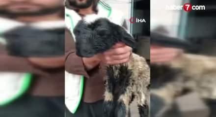  &Ccedil;ift başı ve 4 g&ouml;z&uuml; ile doğan kuzu yaşama tutundu