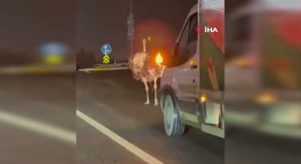 Deve kuşu, trafiği alt &uuml;st etti