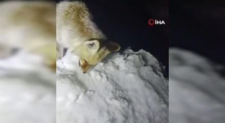Hakkari'de yiyecek arayışındaki tilki donmuş halde bulundu