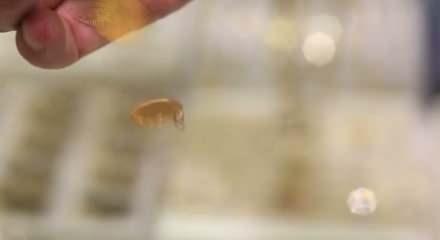 Altın S1 sertifikası y&uuml;zde 5'lik d&uuml;ş&uuml;şe ulaştı