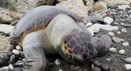 Mersin'de 15 g&uuml;nde 7 caretta caretta &ouml;l&uuml; bulundu