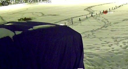 Sivas'ta kurtlarla d&ouml;v&uuml;şen k&ouml;pekten geriye postu kaldı