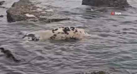 &Ccedil;anakkale&rsquo;de şaşırtan anlar: Kimse nereden geldiğini anlayamadı!