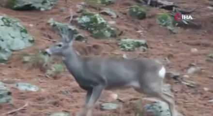 Fotokapan &ouml;yle bir g&ouml;r&uuml;nt&uuml; kaydetti ki! İzleyen tekrar tekrar oynattı 