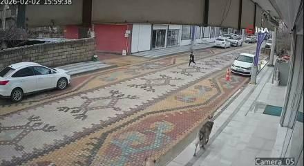 Mardin'de sokak k&ouml;peklerinin saldırdığı &ccedil;ocuğu esnaf kurtardı