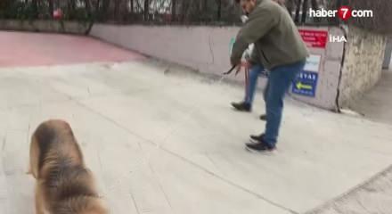 Samsun'da sokaklar temizleniyor: Başıboş k&ouml;pekler barınağa g&ouml;t&uuml;r&uuml;ld&uuml;