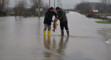 7 kiloluk balık ayaklarına geldi! Edirne'de tarlada balık yakaladılar