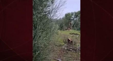 Bakan Yumaklı'dan CHP'nin zeytin ağacı katliamına tepki!