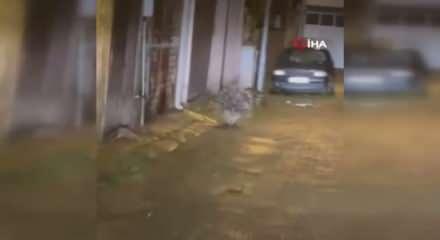 Aydın'da da g&ouml;r&uuml;ld&uuml;: Afrika ve Akdeniz'in en tehlikeli hayvanları arasında