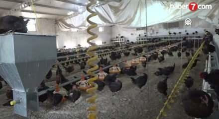 Kişi başına d&uuml;şen yumurta &uuml;retimi 15 adet azaldı