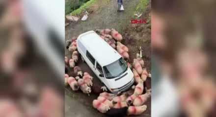 Koyunlar minib&uuml;s&uuml;n etrafında dakikalarca d&ouml;nd&uuml;