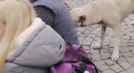 Milyonluk cins k&ouml;pekleriyel şov yapan s&ouml;zde hayvan seviciler, sokak k&ouml;peğini aralarına almayıp uzaklaştırdı