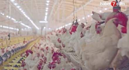 Ramazan &ouml;ncesi zam sonrası tavuk ihracatı durduruldu