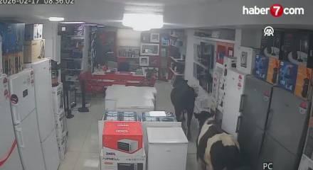 Batman'da sahibinden ka&ccedil;an ineklerin bir iş yerine girdiği anlar kamerada