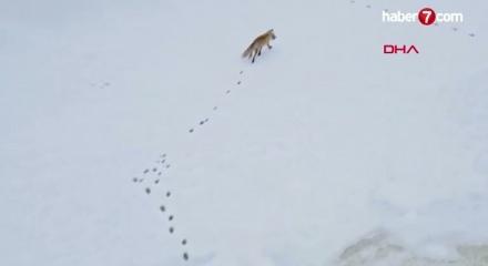 Bitlis'te tilkiler yiyecek ararken dronla g&ouml;r&uuml;nt&uuml;lendi