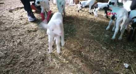 Denizli'de besiciler g&ouml;rd&uuml;ğ&uuml; manzara karşısında sevin&ccedil;ten havalara u&ccedil;tu!