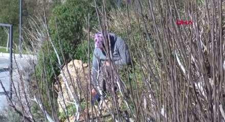 Evladı i&ccedil;in falezlere &ccedil;ıkan anne: Hayvanlar bile bırakmıyor yavrularını nasıl bırakayım?