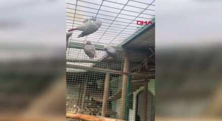 İstanbul Havalimanı'nda 2 yolcunun bagajından 20 Afrika papağını &ccedil;ıktı