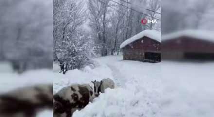 Karların altında kaybolan k&ouml;y! Tunceli'de sıradışı anlar