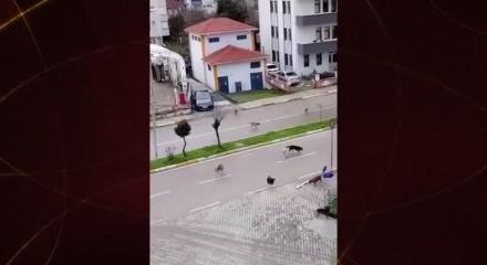 Okul yolunda k&ouml;pek ter&ouml;r&uuml;! Aileler sorumlusu kim olacka diye  sordu