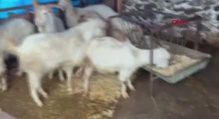 Manisa'da dereler taştı; tarım arazileri su altında kaldı