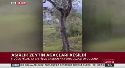 Milas&rsquo;ta asırlık zeytin ağa&ccedil;ları kesildi