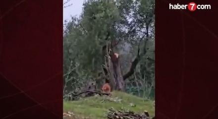 Milas&rsquo;ta zeytin skandalı: CHP&rsquo;li başkan istifa etti