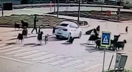 Otomobilin koyun s&uuml;r&uuml;s&uuml;n&uuml;n arasına daldığı anlar kamerada